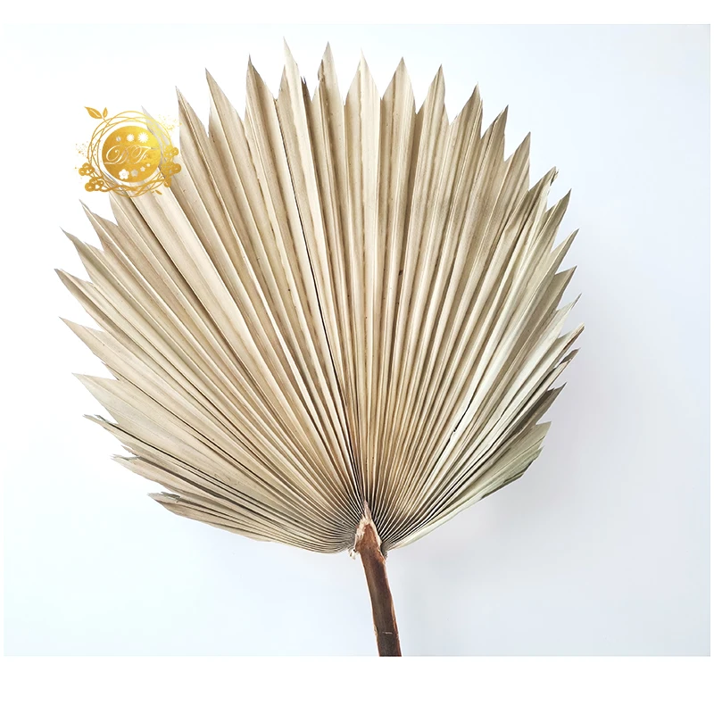 

2019 new product fashionable natural dried palm tree leaves for home decoration, Green, brown, faint yellow