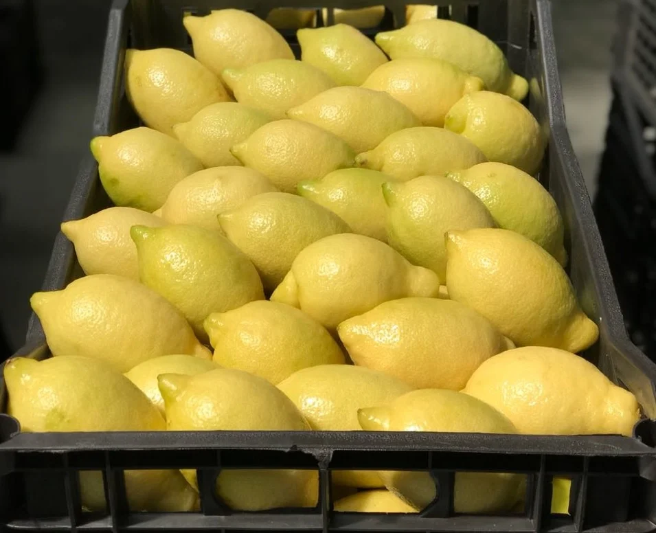 
Wholesale High Quality Fresh Lemon Fresh Citrus Fruit For Sale 
