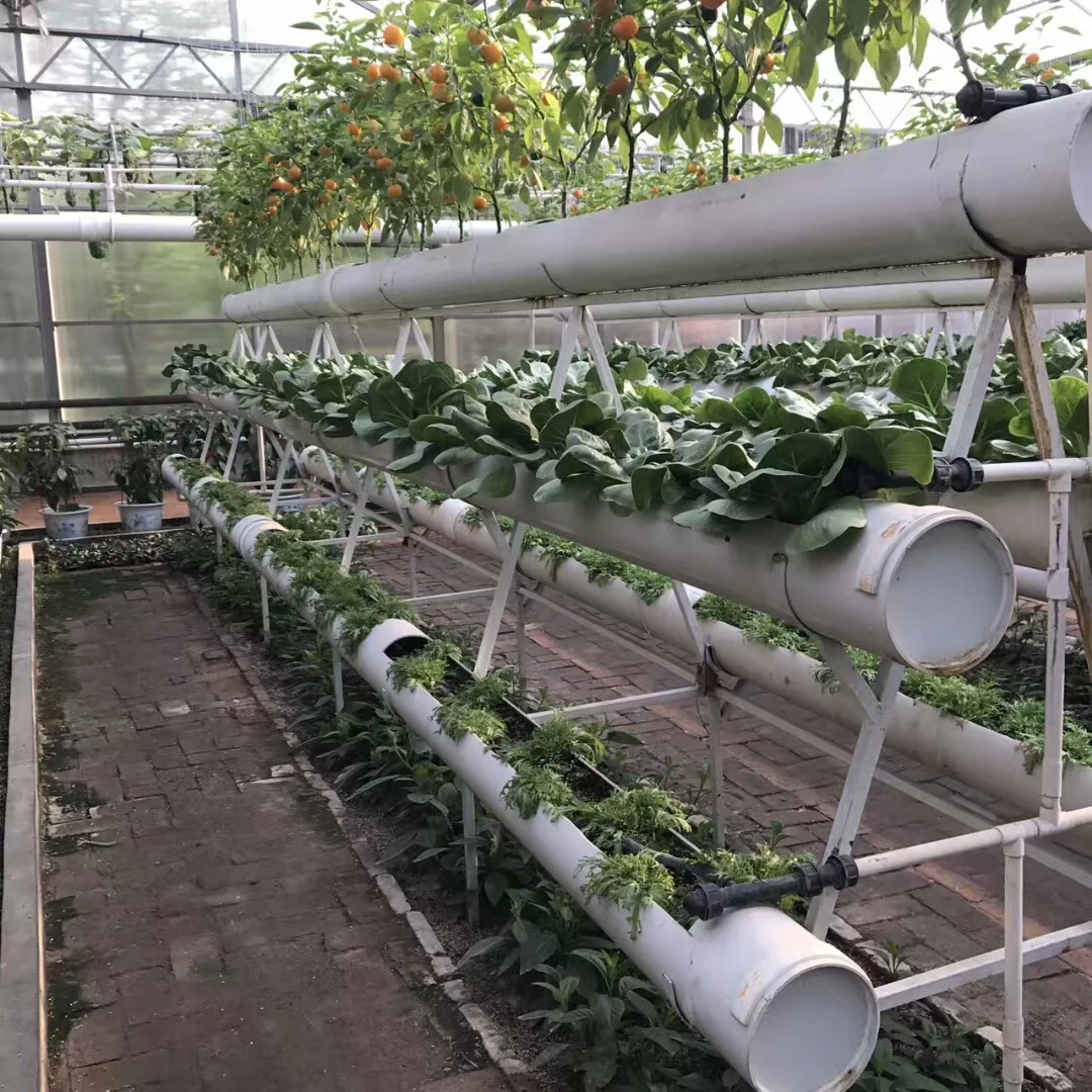 Commercial Scale Leafy Vegetable Tomato Cucumber Lettuce Nft Dft Dwc ...