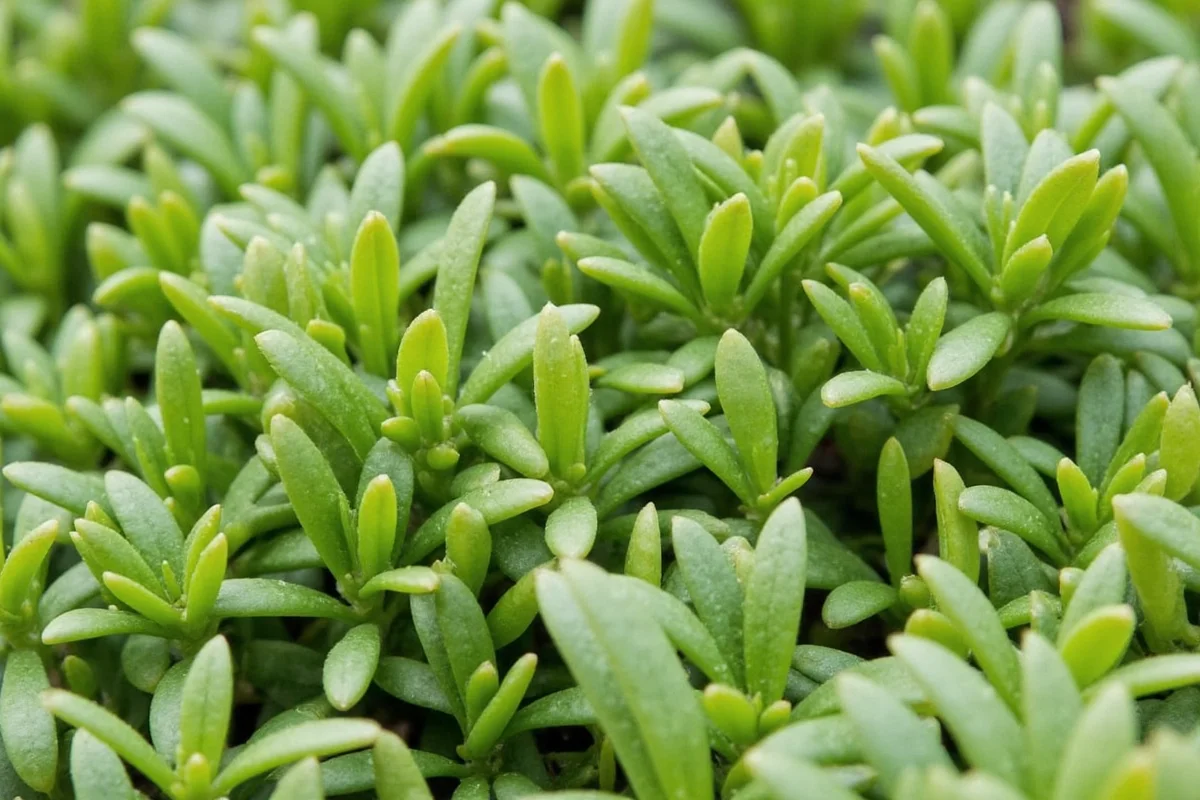 is the jade plant poisonous to dogs