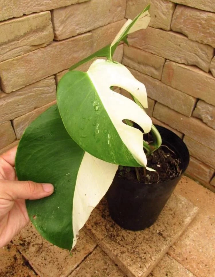 
Hot Sale High quality Rare variety Monstera deliciosa 