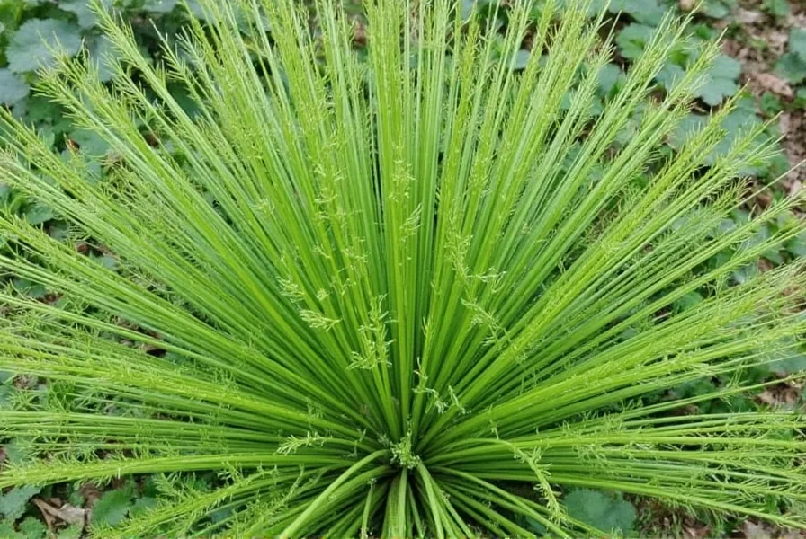 Emerald Fennel: Characteristics, Growing Tips, and Culinary Uses