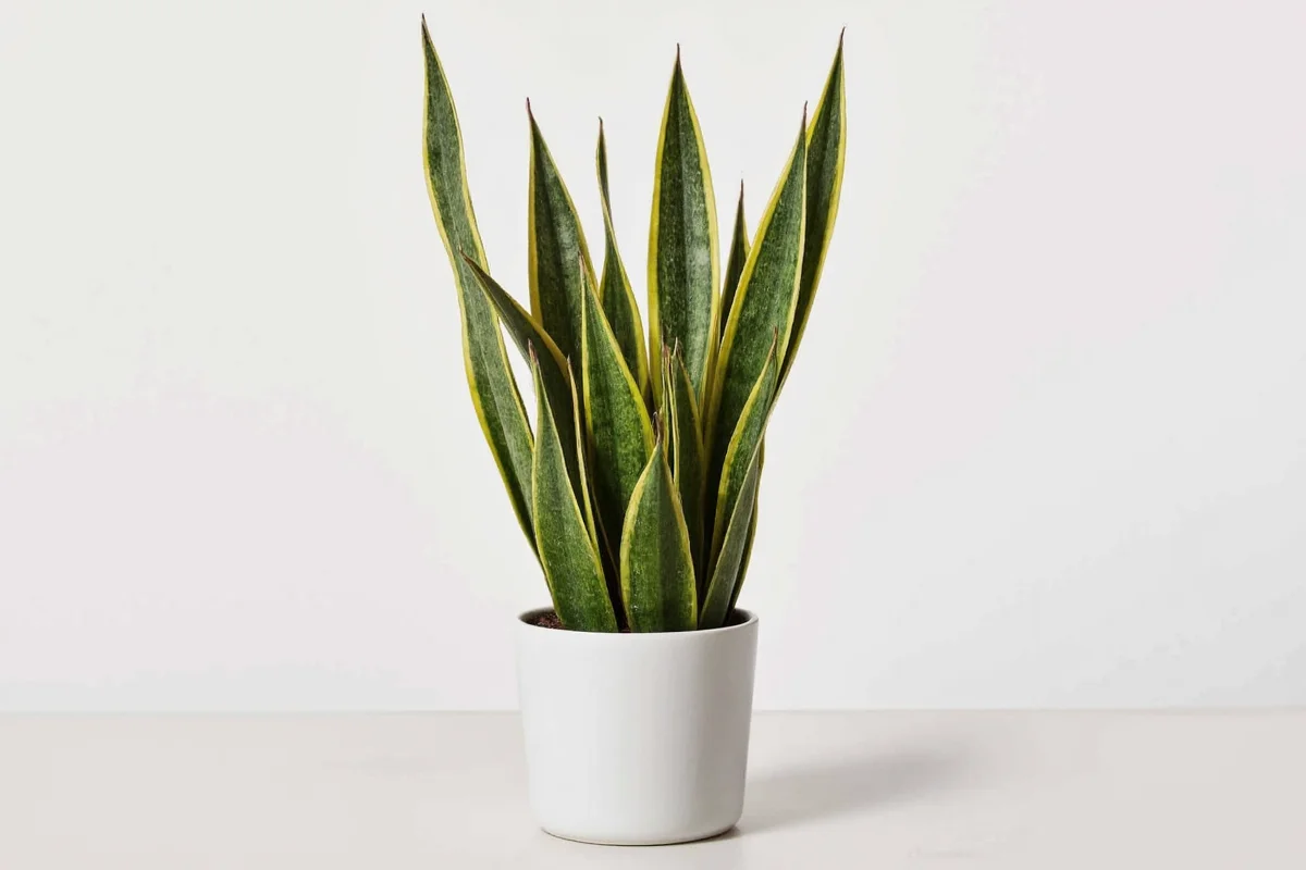 how to take care of snake plants