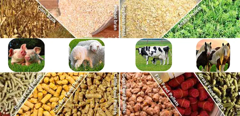 Feed process. Feed animals. Feed Enzymes. Pre Feed стадия. Midele Feed.