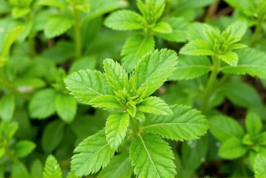Sawtooth coriander plant growing in a garden setting with partial shade