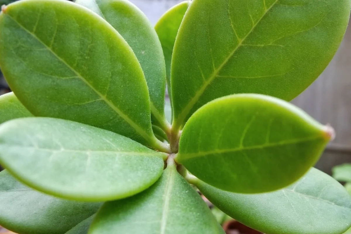 how to prune jade plants