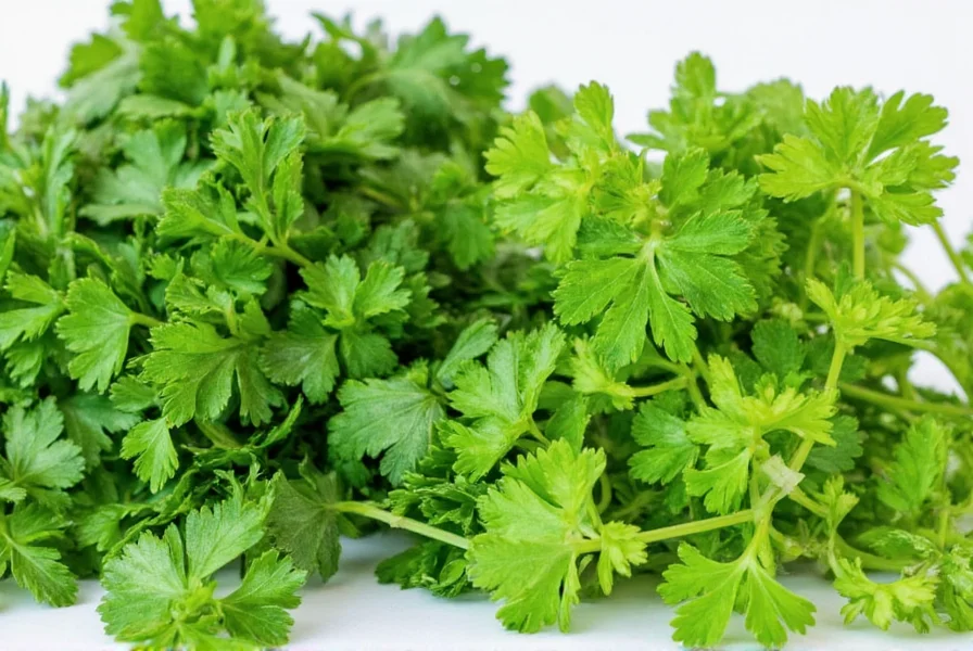 Health benefits infographic for cilantro and parsley