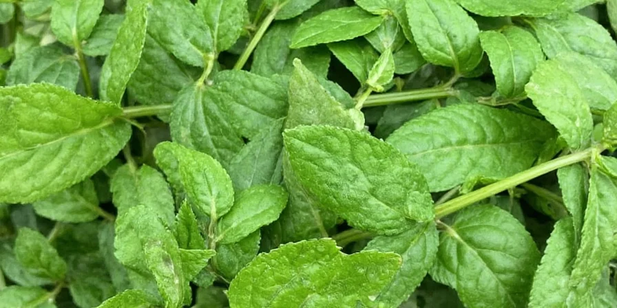 oregano leaves a whiff of wonder discover the 6 must know types for your spice rack
