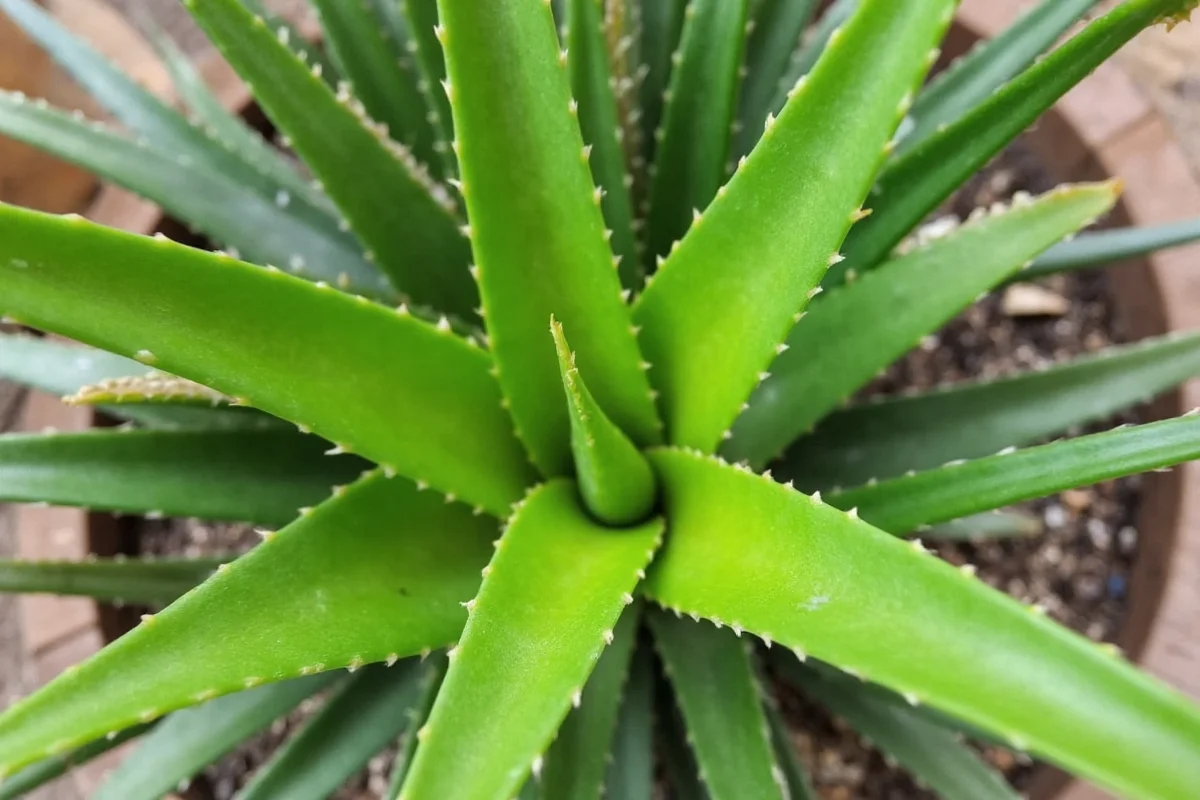 how do you grow an aloe vera plant