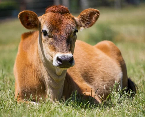 
Jersey cows oxes bulls 