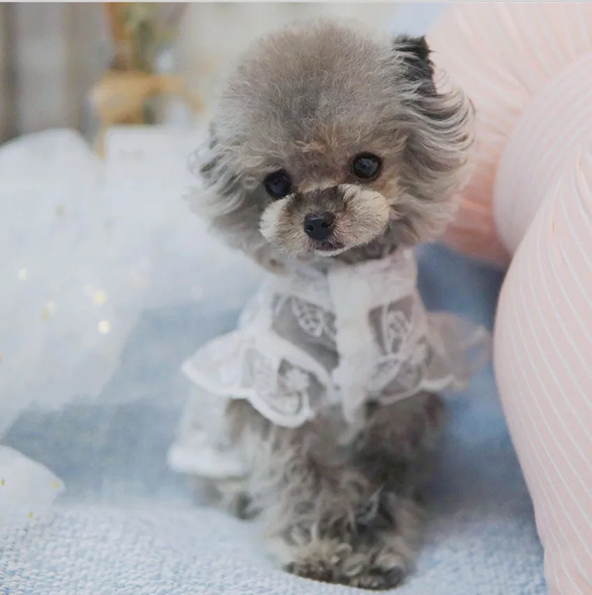

INS latest style summer fashion cute pet dogs lace breathable sling skirt dogs sunscreen skirt, White