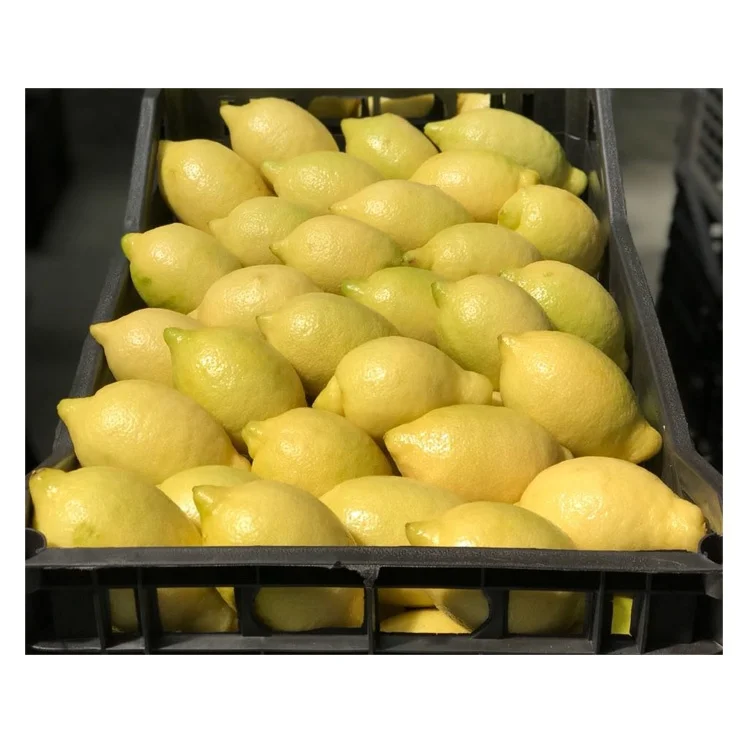
Wholesale High Quality Fresh Lemon Fresh Citrus Fruit For Sale 