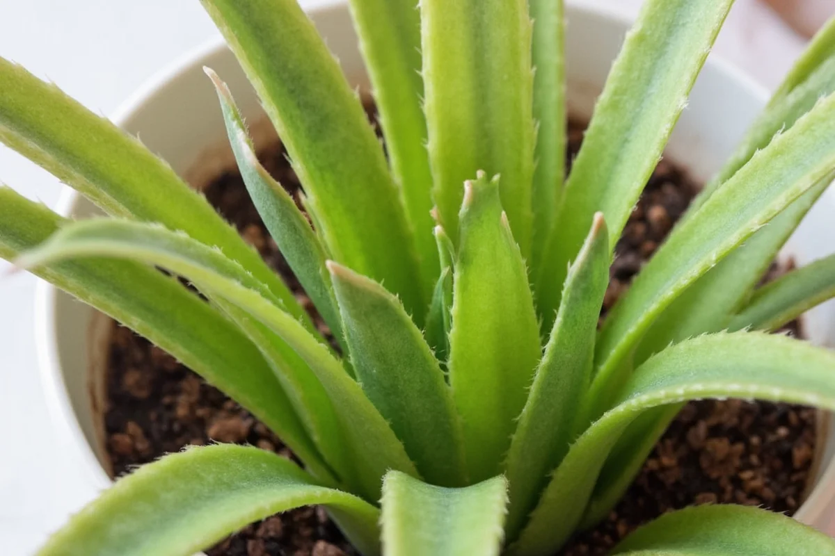 how much light does a snake plant need