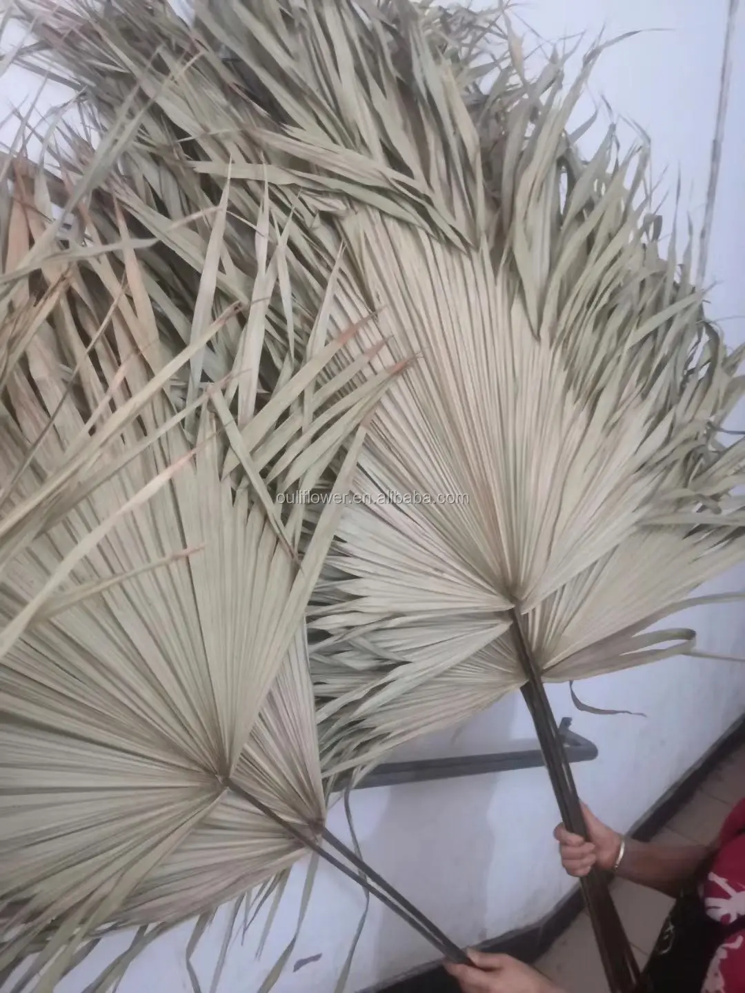 m-3215 oem多彩高品质婚礼装饰干棕榈叶