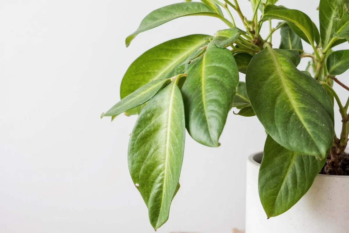 how to take care of zz plant