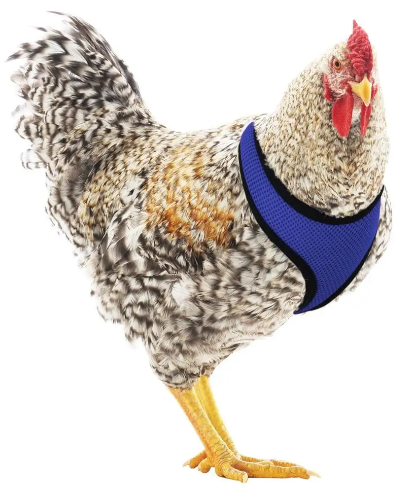 

Adjustable Soft Mesh Duck Chicken Harness for Hen and Rooster ( IN STOCK ), Customized