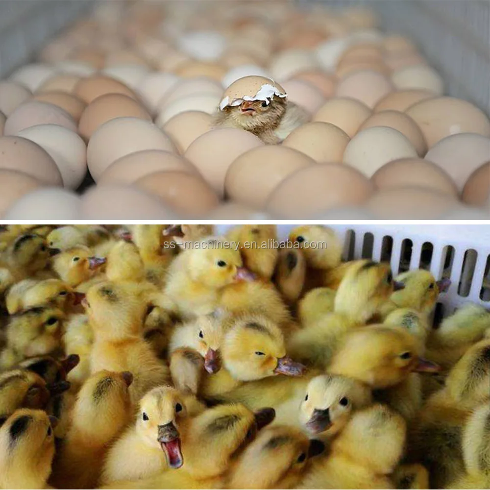 egg incubator machine (4).jpg