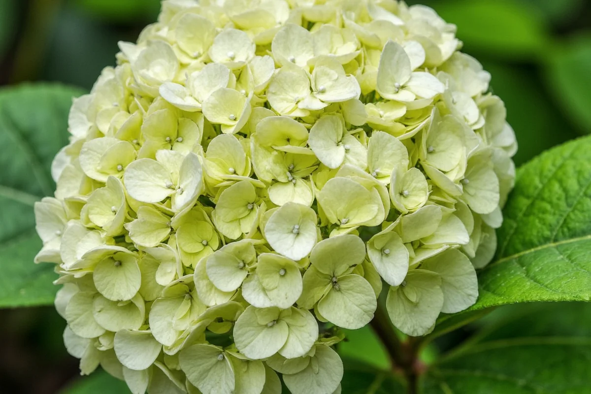 how to root a hydrangea plant