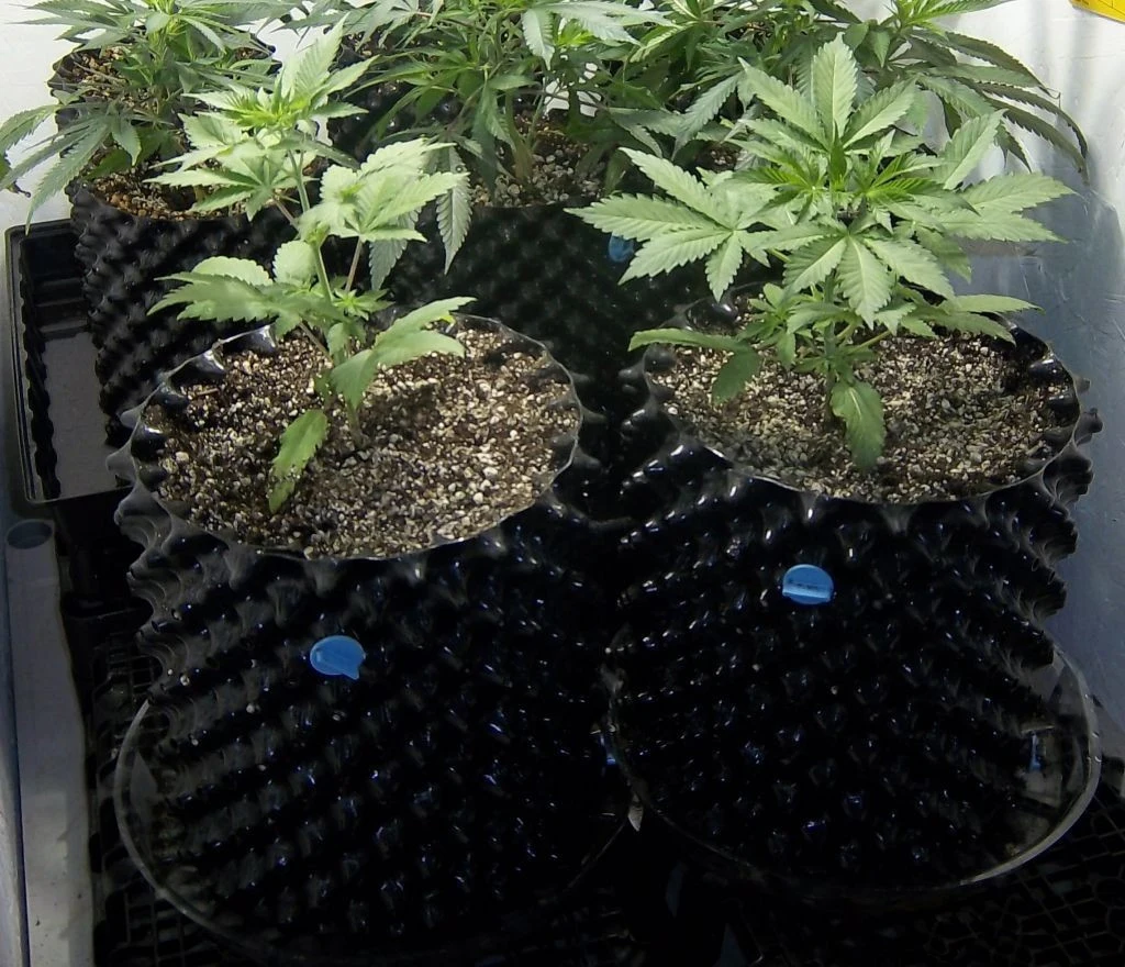 the 3 gallon plant air pruning pots wholesale Reuse to protect roots and save costs Maintain nutrition from Chinese Factories