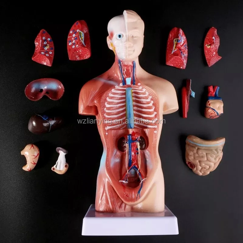 Mô hình giải phẫu nội tạng cơ thể nam dạng nửa người 26cm với 15 bộ phận  XC203