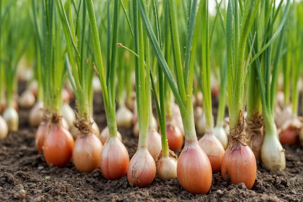 can you plant tomatoes and onions together