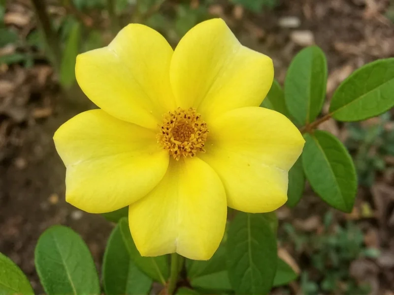 Why Rose Leaves Turn Yellow: Causes & Fixes