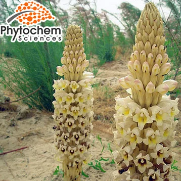 Pure Natural Echinacoside Verbascoside Cistanche Cistanche Tubulosa Extract Tubulosa Extract cistanche extract 