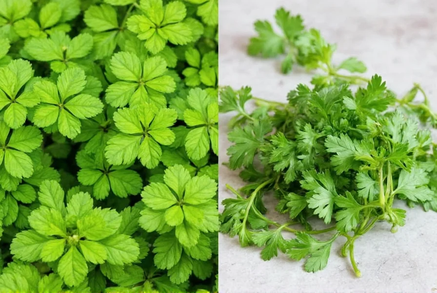 Coriander vs Cilantro: Same Plant, Different Names Explained