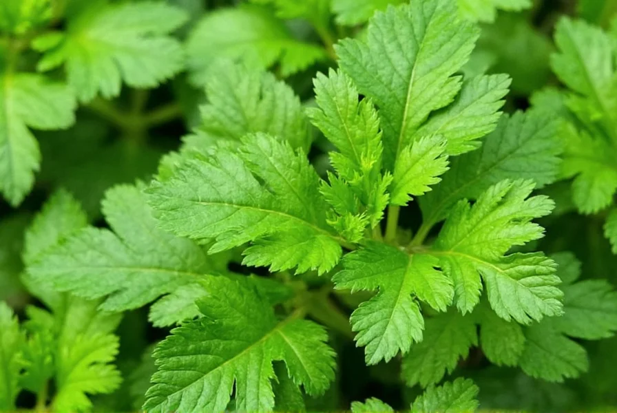 Coriander Leaves: Uses, Benefits & Cooking Tips