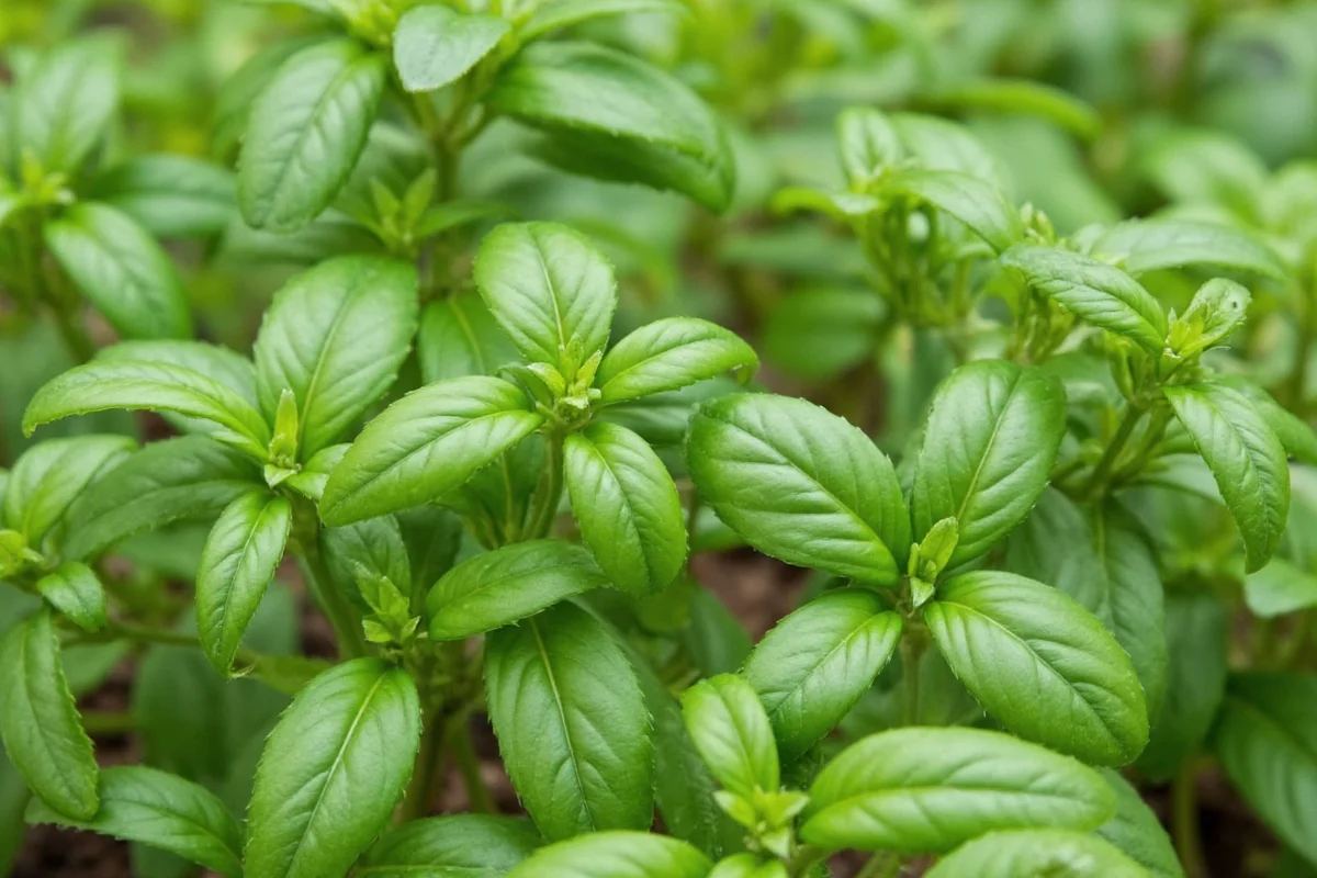 how to plant sweet basil seeds