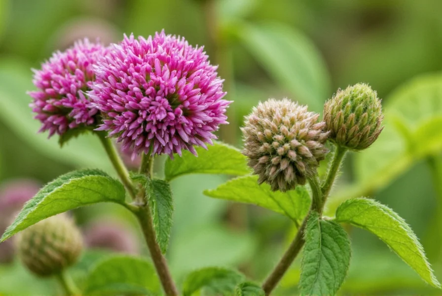 Crimson Clover Seeds: Complete Growing Guide