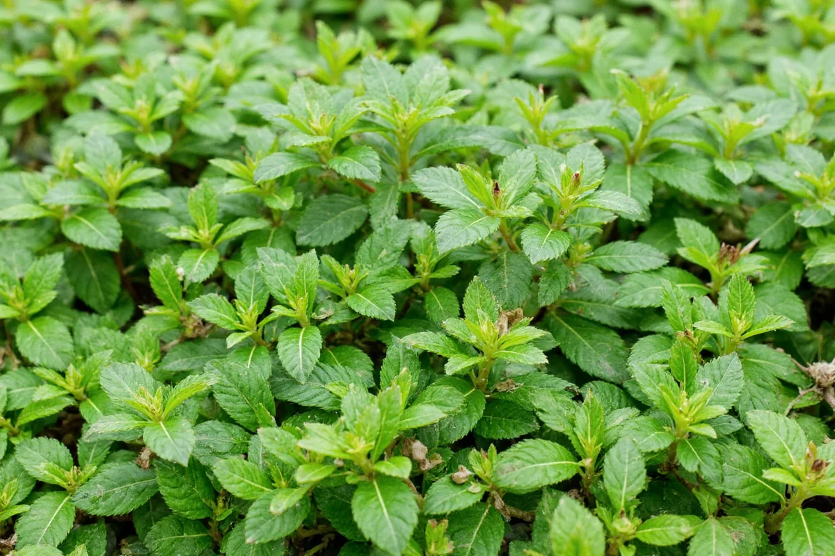 companion plants for basil