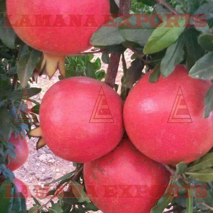 
Fresh Pomogranate Fruit India Export for Thailand Malaysia Singapore Vietnam 2020 CROP Pomegranate COMMON 
