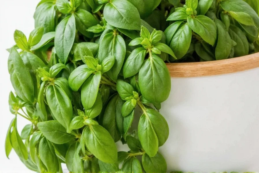 Basil leaves in food dehydrator trays