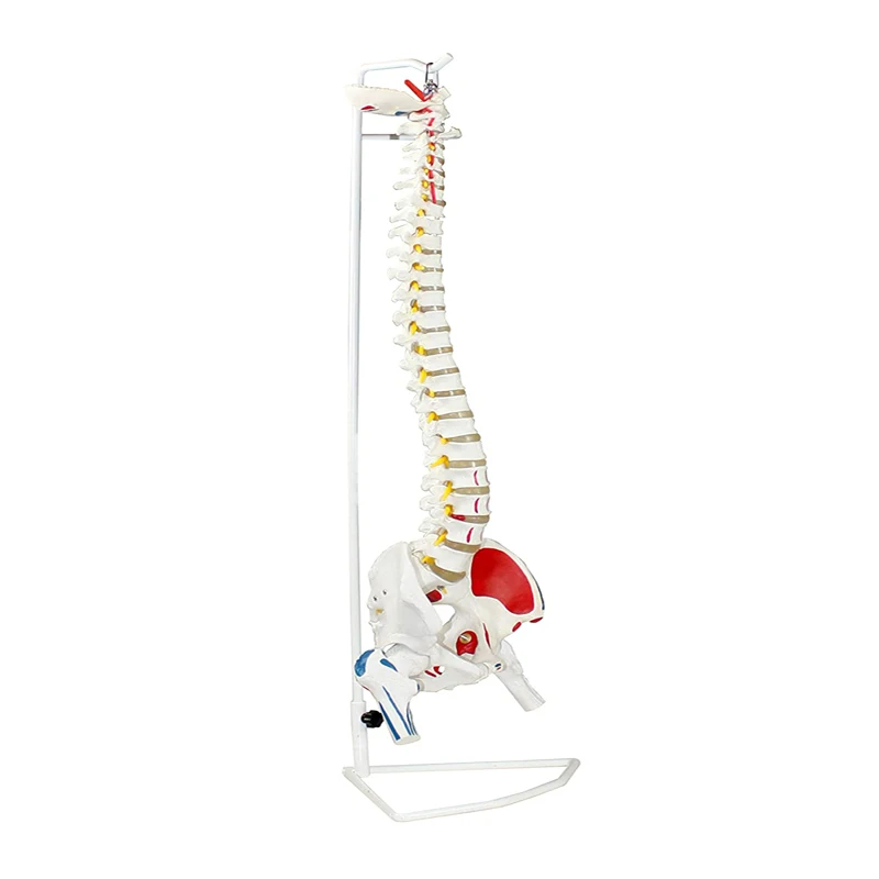 Easy Clean 80cm Human Vertebral Column Model With Pelvis Colored Muscle