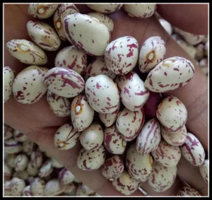 
light speckled kidney bean, Xin Jiang type(780) 