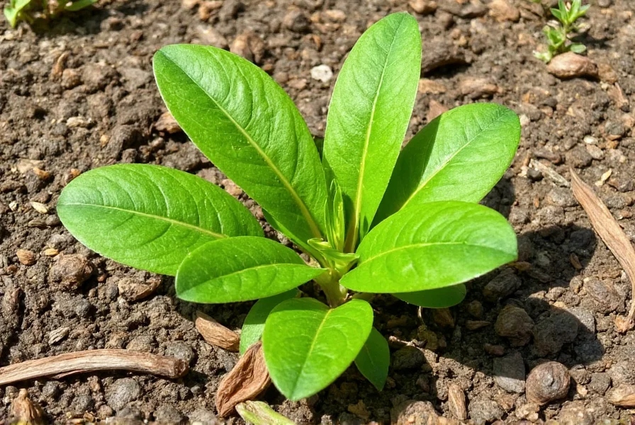 Turmeric plant growing in well-drained soil with partial shade in a home garden setting