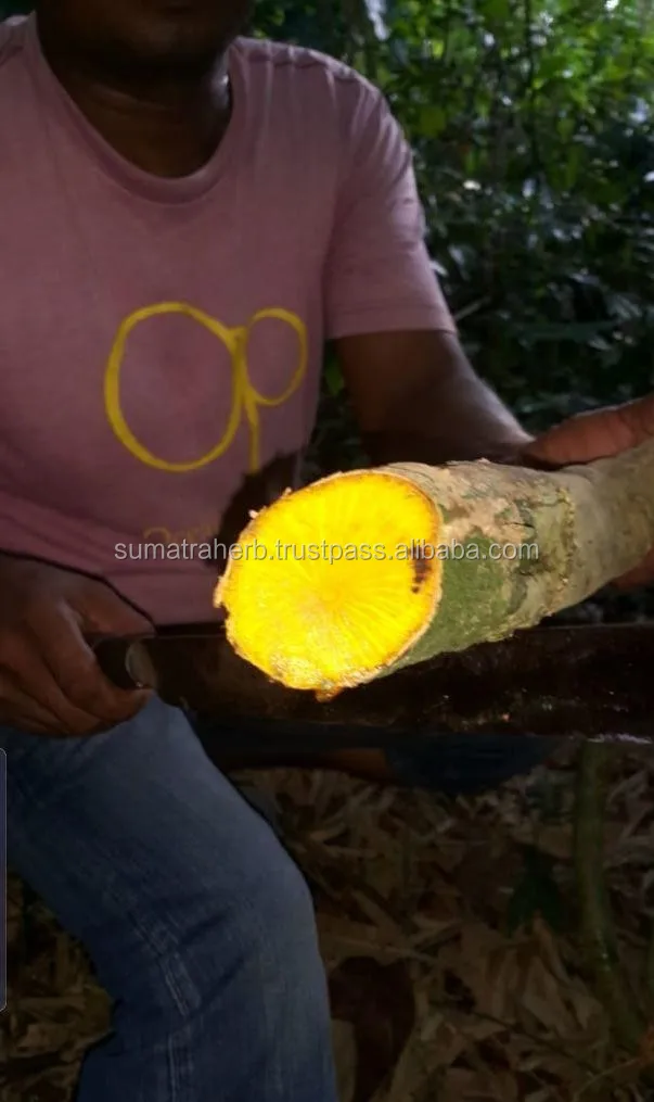 
Natural best price health benefits powder berberine HCL 98% Powder Indonesian Extract immune boost 