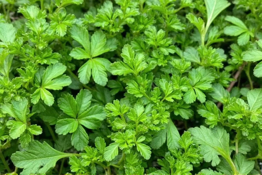 Parsley on a Plate