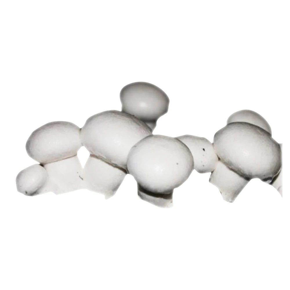 
Certificate mushroom farm frozen healthy fresh shiitake mushroom mycelium 