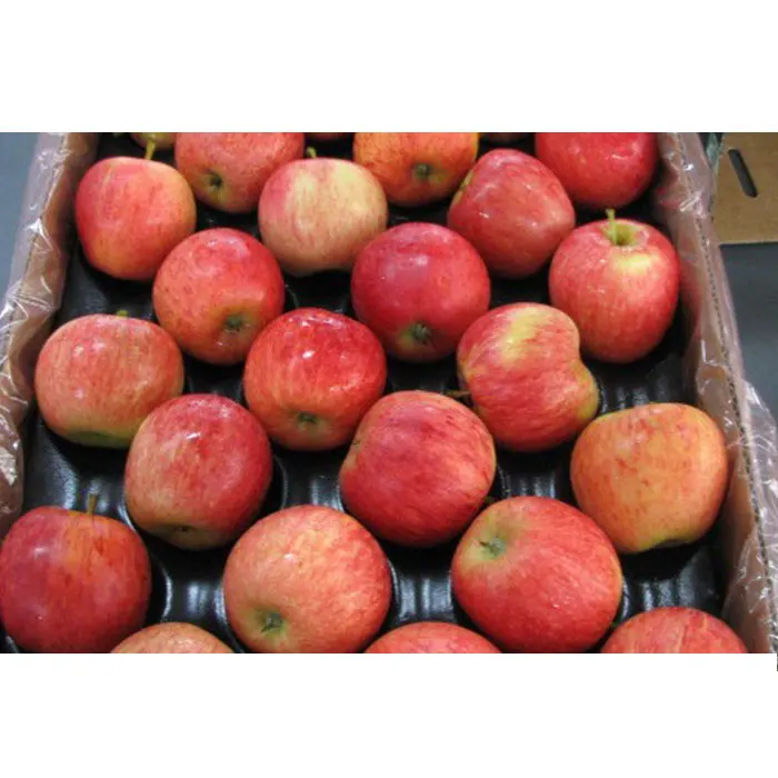 
hot selling good quality red fresh gala apples for wholesale 