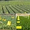 Flies Traps fly Environmental Two-Sided Sticky Trap Insects Killer Glue Stickers Board Fruitfly Trap fly Killer