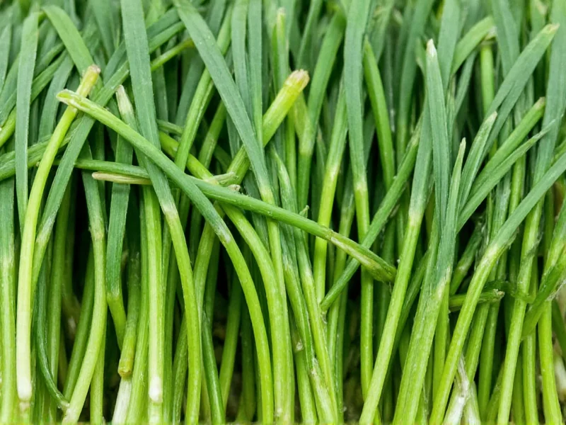 fresh chives to dried