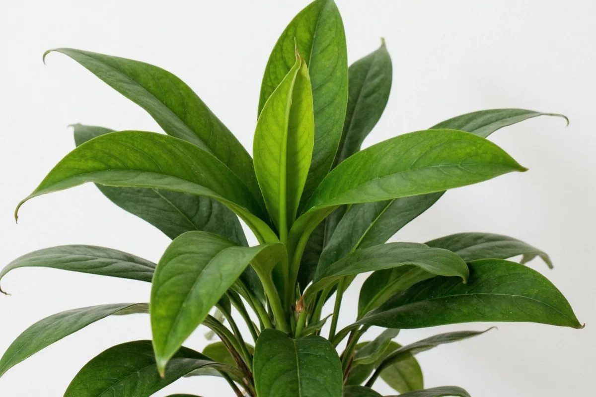how to care for a spathiphyllum plant