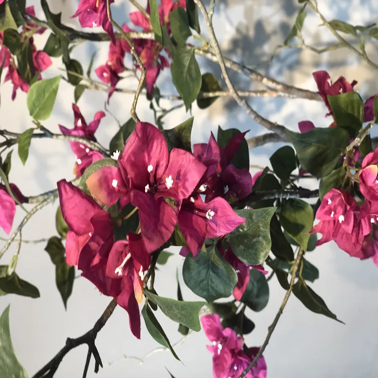 Bougainvillea spectabilis