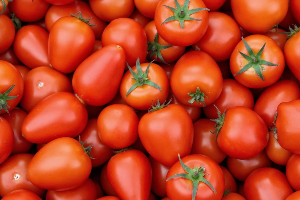 are tomatoes nightshade plants