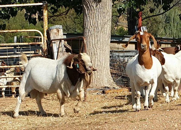 
Boer goats 