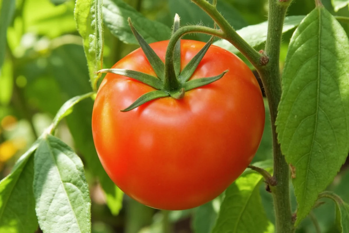 When Do Tomato Plants Flower? Timing & Care Tips