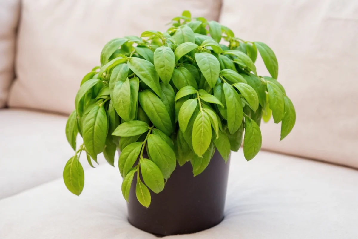 how do you maintain a basil plant