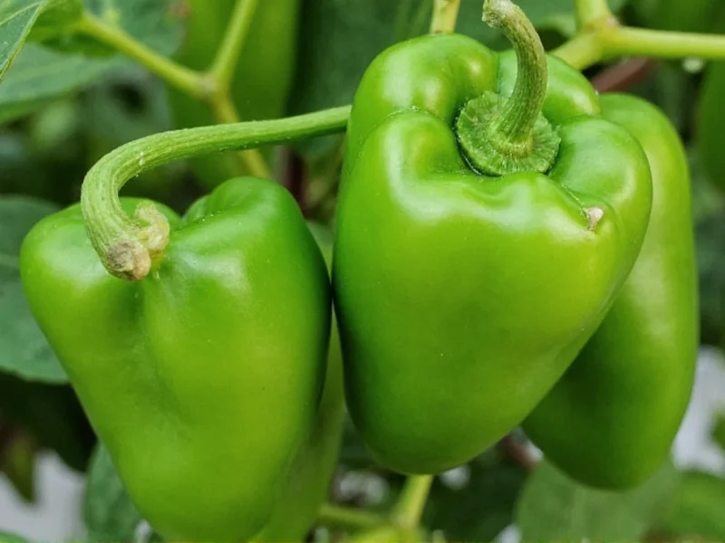 Serrano Peppers Heat Level: 10,000-23,000 SHU Explained